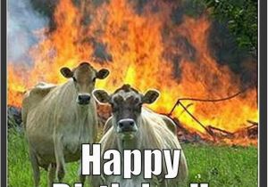 Cow Happy Birthday Meme Happy Birthday Cow Meme Best Happy Birthday Wishes