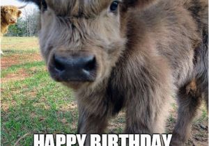 Cow Happy Birthday Meme Happy Birthday Cow Meme Best Happy Birthday Wishes