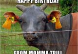 Cow Happy Birthday Meme Happy Birthday From Momma Trill Hairless Cow Make A Meme
