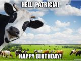 Cow Happy Birthday Meme Helli Patricia Happy Birthday Make A Meme