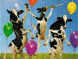 Cow Happy Birthday Meme Pin Van Patricia Hogenes Op Happy Birthday Pinterest