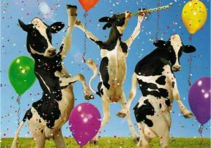 Cow Happy Birthday Meme Pin Van Patricia Hogenes Op Happy Birthday Pinterest