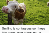 Cow Happy Birthday Meme Smiling is Contagious so I Hope This Happy Cow Brings You