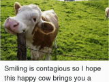 Cow Happy Birthday Meme Smiling is Contagious so I Hope This Happy Cow Brings You