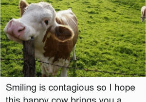 Cow Happy Birthday Meme Smiling is Contagious so I Hope This Happy Cow Brings You