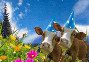 Cow Happy Birthday Meme Yodelling Birthday Cows Free for Best Friends Ecards