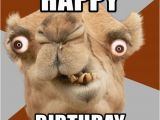 Crazy Happy Birthday Memes Happy Birthday Crazy Camel Lol Meme Generator