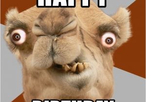 Crazy Happy Birthday Memes Happy Birthday Crazy Camel Lol Meme Generator