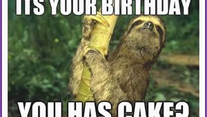 Cute Animal Birthday Meme Happy Birthday Memes with Funny Cats Dogs and Cute Animals