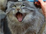 Cute Animal Happy Birthday Meme 20 Cat Birthday Memes that are Way too Adorable
