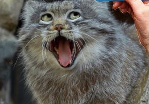 Cute Animal Happy Birthday Meme 20 Cat Birthday Memes that are Way too Adorable