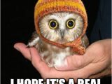 Cute Animal Happy Birthday Meme 36 Best Images About Birthday Meme On Pinterest Funny