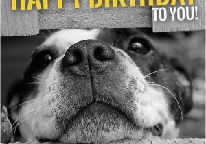 Cute Animal Happy Birthday Meme Funny Animal Meme Happy Birthday