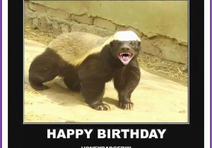 Cute Animal Happy Birthday Meme Happy Birthday Memes with Funny Cats Dogs and Cute Animals