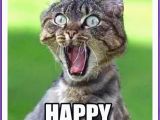 Cute Animal Happy Birthday Meme Happy Birthday Memes with Funny Cats Dogs and Cute