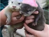 Cute Animal Happy Birthday Meme Image Result for Birthday Meme Memes Cute Animals