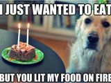 Cute Animal Happy Birthday Meme Sad Birthday