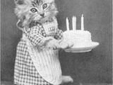 Cute Birthday Memes for Her 100 Best Happy Birthday Cat Memes Images