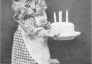 Cute Birthday Memes for Her 100 Best Happy Birthday Cat Memes Images