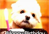 Cute Birthday Memes for Her Incredible Happy Birthday Memes for You top Collections