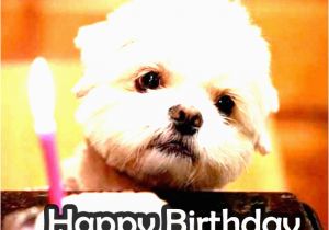 Cute Birthday Memes for Her Incredible Happy Birthday Memes for You top Collections