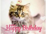 Cute Cat Birthday Meme Best Happy Birthday Cat Meme