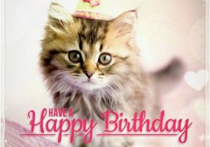 Cute Cat Birthday Meme Best Happy Birthday Cat Meme