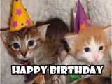 Cute Cat Birthday Meme Happy Birthday Meme 2018 100 Plus Memes Worth Sending Funny