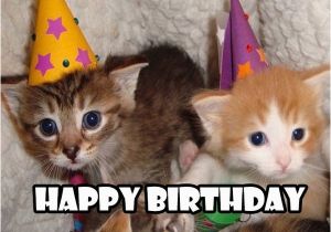 Cute Cat Birthday Meme Happy Birthday Meme 2018 100 Plus Memes Worth Sending Funny