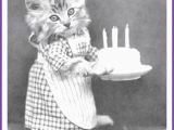 Cute Cat Birthday Meme Happy Birthday Memes with Funny Cats Dogs and Cute Animals