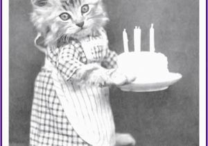 Cute Cat Birthday Meme Happy Birthday Memes with Funny Cats Dogs and Cute Animals