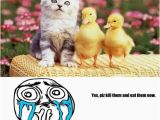 Cute Cat Birthday Meme Kitty Cute Cat Birthday Memes Best Collection Of Funny