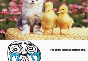 Cute Cat Birthday Meme Kitty Cute Cat Birthday Memes Best Collection Of Funny