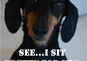 Dachshund Birthday Meme 10 Hilarious and True Dachshund Memes that Will totally