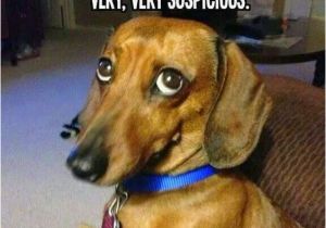 Dachshund Birthday Meme 12 Best Dachshund Memes Of All Time