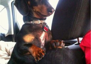 Dachshund Birthday Meme 25 Best Dachshund Quotes On Pinterest Dog Best Friend