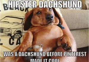 Dachshund Birthday Meme Best 25 Dachshund Meme Ideas On Pinterest Wiener Dogs