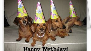 Dachshund Birthday Meme Dachshund Birthday Meme Google Search Birthday Cards