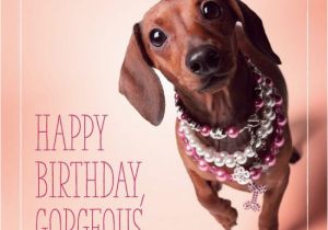 Dachshund Birthday Meme Dachshund Happy Birthday Pinteres