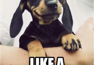 Dachshund Birthday Meme Shine Bright Like A Dachshund