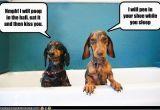 Dachshund Happy Birthday Meme 10 Hilarious and True Dachshund Memes that Will totally