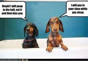 Dachshund Happy Birthday Meme 10 Hilarious and True Dachshund Memes that Will totally