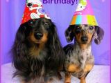 Dachshund Happy Birthday Meme 525 Best Images About Dachshunds Birthday Greetings