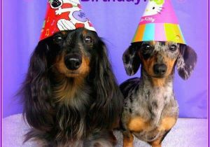 Dachshund Happy Birthday Meme 525 Best Images About Dachshunds Birthday Greetings