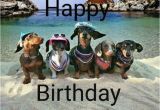 Dachshund Happy Birthday Meme Best 25 Funny Birthday Card Messages Ideas On Pinterest