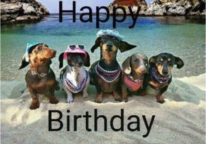 Dachshund Happy Birthday Meme Best 25 Funny Birthday Card Messages Ideas On Pinterest