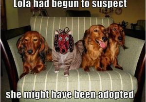 Dachshund Happy Birthday Meme Funny Dachshund Pictures with Captions by Mary Shimshea
