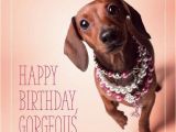Dachshund Happy Birthday Meme Happy Birthday Dog Images Funny Dog Birthday Pictures