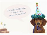 Dachshund Happy Birthday Meme Happy Birthday Memes Dog Wishesgreeting