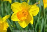 Daffodil Birthday Flowers Best 25 March Birth Flowers Ideas On Pinterest Birth